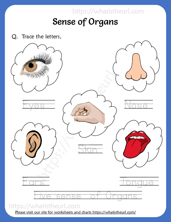 Trace the letters - Sense of Organs Worksheet