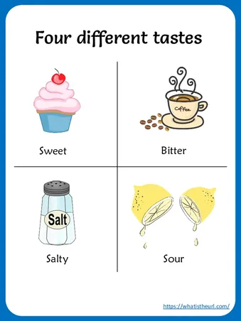Sense of Taste Worksheets worksheet preview Sense of Taste Worksheets worksheet preview