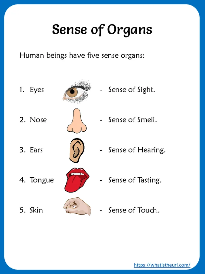Sense of Organs Worksheets