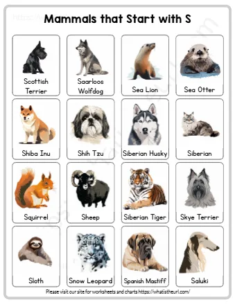 Birds That Start With S