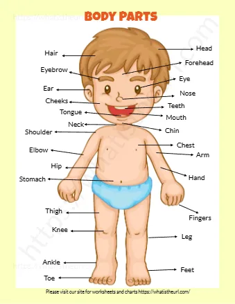 Body Parts Kids Book
