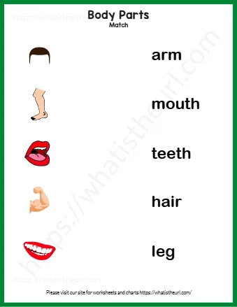 Body Parts Worksheet For Kids