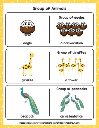 Collective Nouns For Animals Flashcards Animal Collective Nouns Flashcards