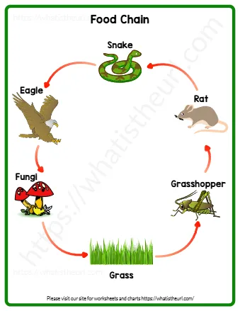 Food Chain Chart Color
