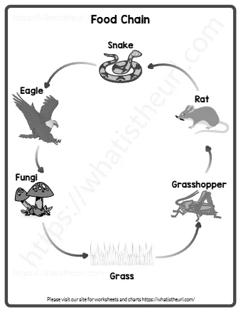 Food Chain Chart Printer Friendly