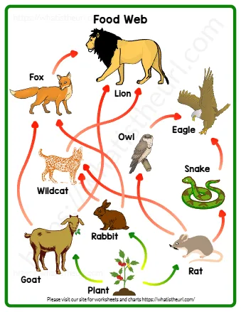 Food Web Pictures Printable Pdfs