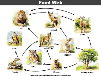 Food Web Lion Jackal Goat Rabbit Wild Catkite Snake Owl