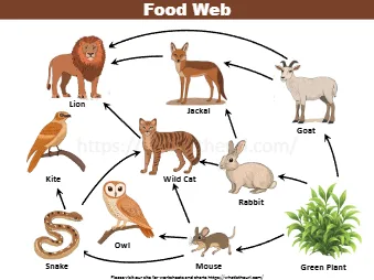 Food Web Lion Jackal Goat Rabbit Wild Catkite Snake Owl