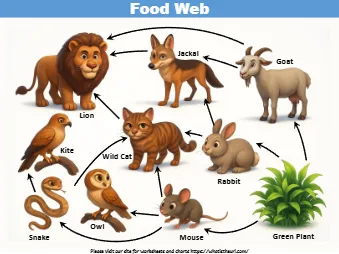 Food Web Lion Jackal Goat Rabbit Wild Cat Kite Snake