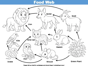 Food Web Lion Jackal Goat Rabbit Wild Cat Kite Snake