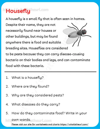 A Housefly Is A Small Fly That Is Often Seen In Homes