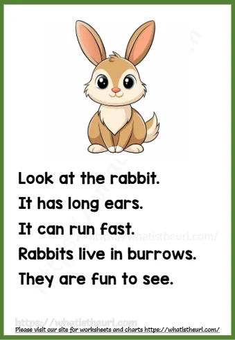 Look At The Rabbit