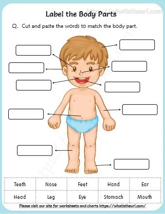 Label The Body Parts