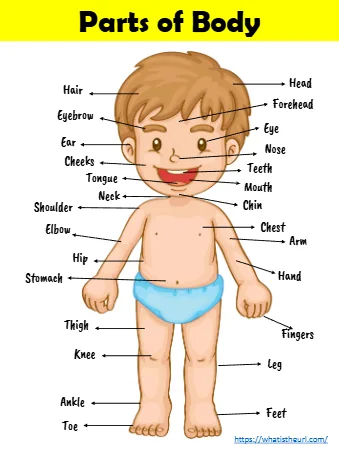 Parts Of Body Teeth Forehead Elbow Eyebrow Ear Cheeks Eye