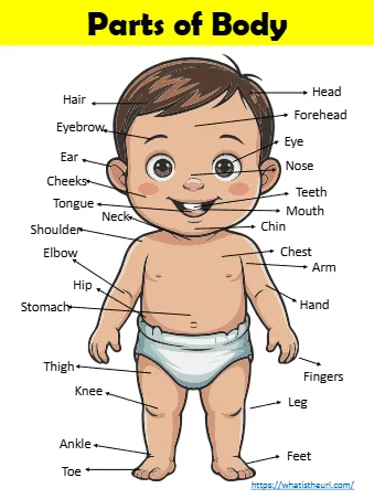Parts Of Body Teeth Forehead Elbow Eyebrow Ear Cheeks Eye