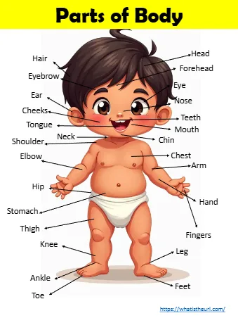 Parts Of Body Toe Feet Teeth Forehead Elbow Eyebrow Ear
