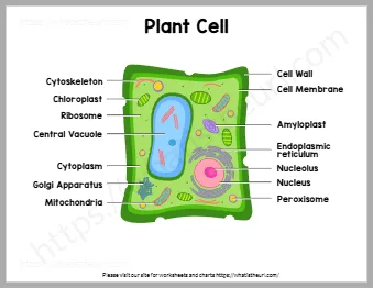 Plant Cell Charts And Worksheets