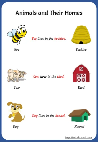 Animals And Their Homes