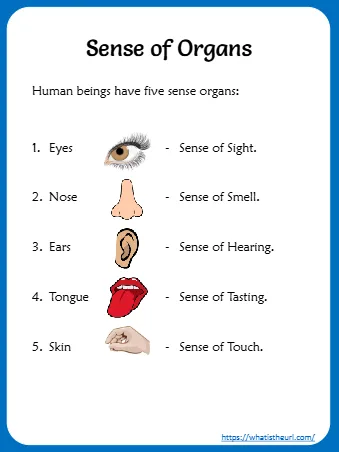 Human Beings Have Five Sense Organs